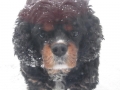 snow dog charlie