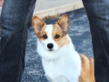 corgi