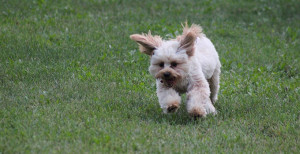 BarkMarket-slider-Holly-S