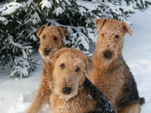 airedales in snow