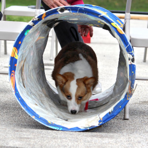 corgi in tube