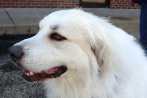 "Pearl" the great Pyrenees at Responsible Dog Ownership Day
